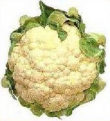 Autumn Giant , Cauliflower